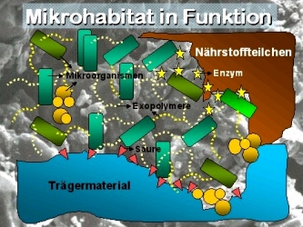 Bild 1: Schematische Darstellung vom Mikrohabitates